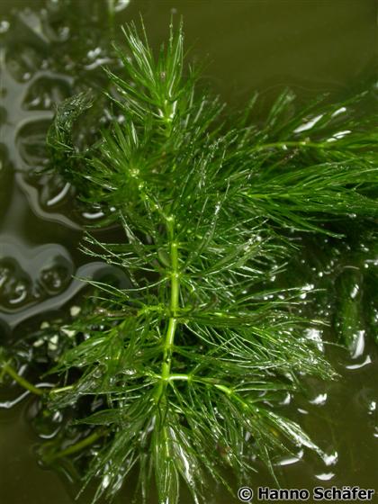Ceratophyllum demersum L.
