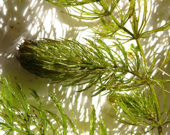 Ceratophyllum demersum L.