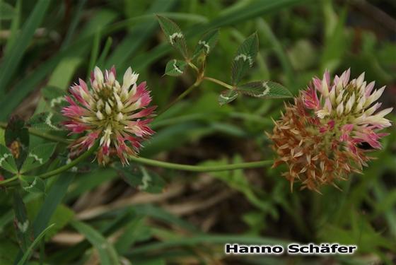 Inflorescence / © Hanno Schaefer