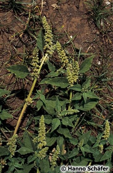 Tallo; hojas; inflorescencia / © Hanno Schaefer