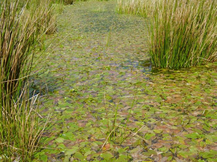 &copy; Fernando Pereira