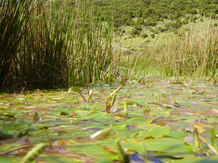 &copy; Fernando Pereira