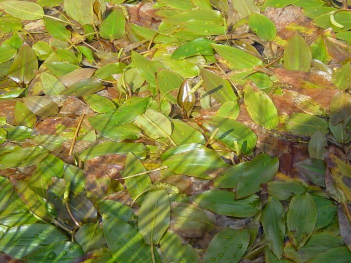 &copy; Fernando Pereira