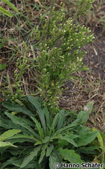 Folhas; inflorescência / © Hanno Schaefer