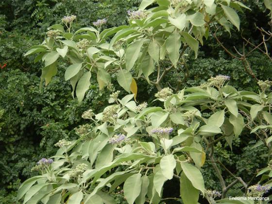 © Enésima Mendonça