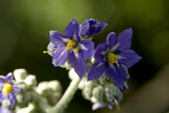 © Paulo Henrique Silva