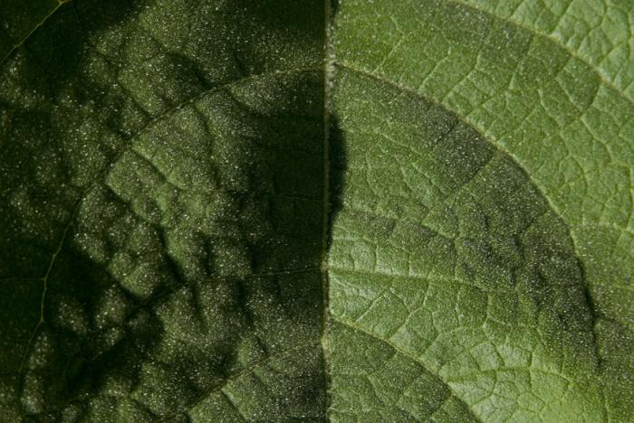 © Paulo Henrique Silva