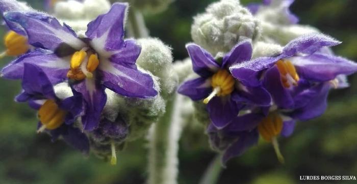 © Lurdes Borges Silva