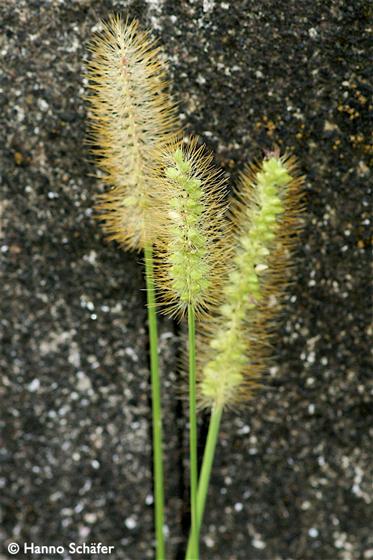 Setaria helvola Roem. & Schult.