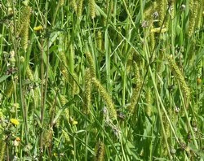 Setaria helvola Roem. & Schult.