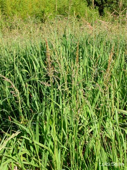 Paspalum urvillei Steud.