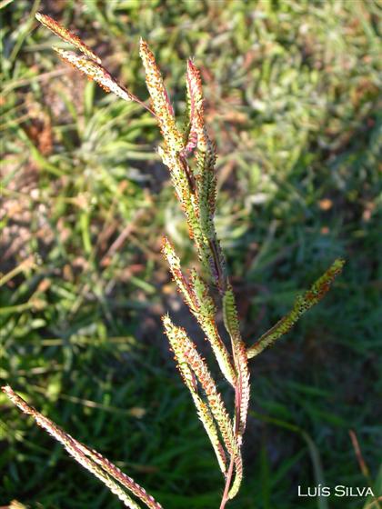 Paspalum urvillei Steud.