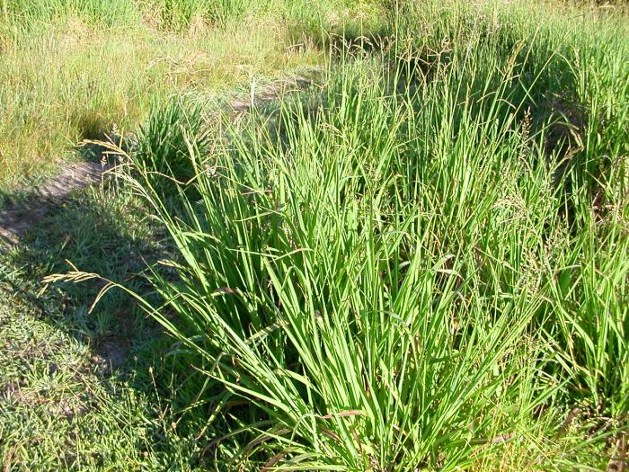 Paspalum urvillei Steud.