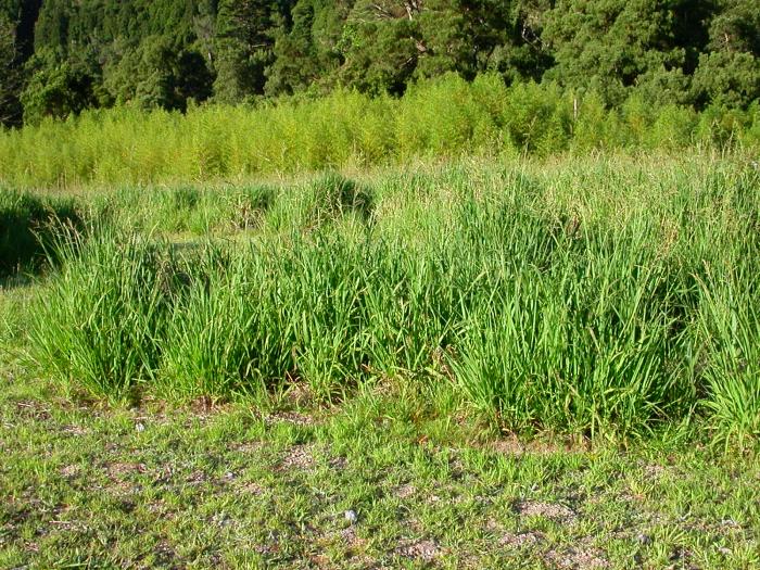 Paspalum urvillei Steud.