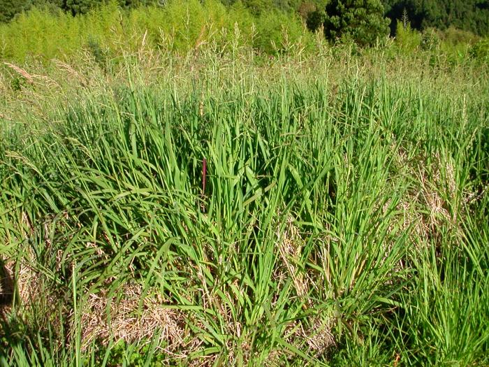 Paspalum urvillei Steud.