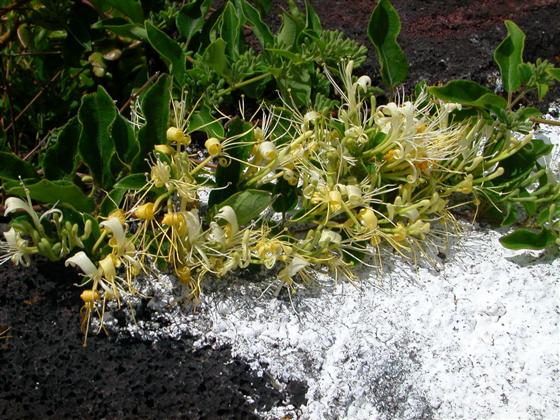 Hojas; flor / © Luís Silva