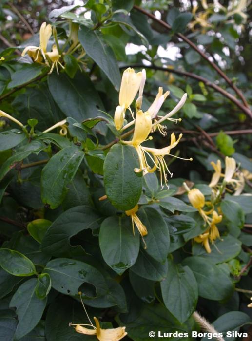 © Lurdes Borges Silva