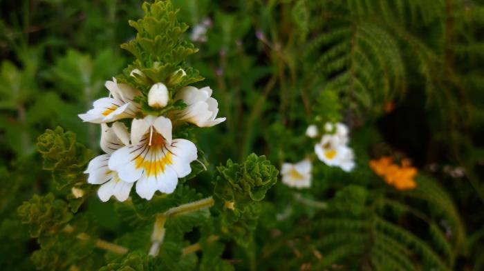 &copy; Rui Bento Elias