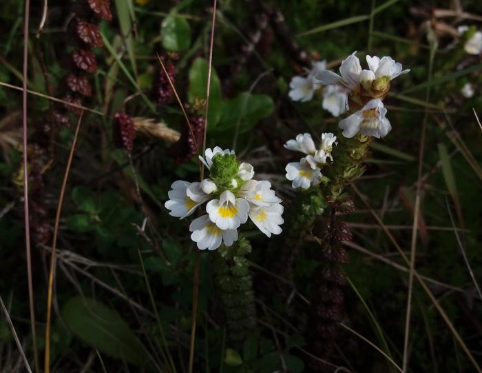 &copy; Rui Bento Elias