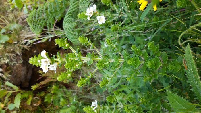 &copy; Rui Bento Elias