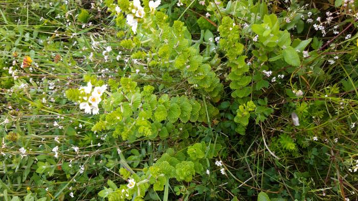 &copy; Rui Bento Elias