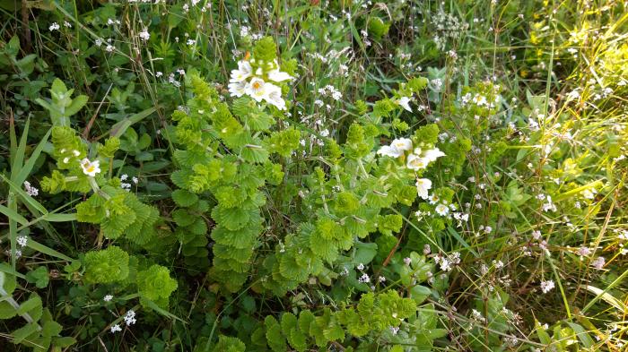 &copy; Rui Bento Elias