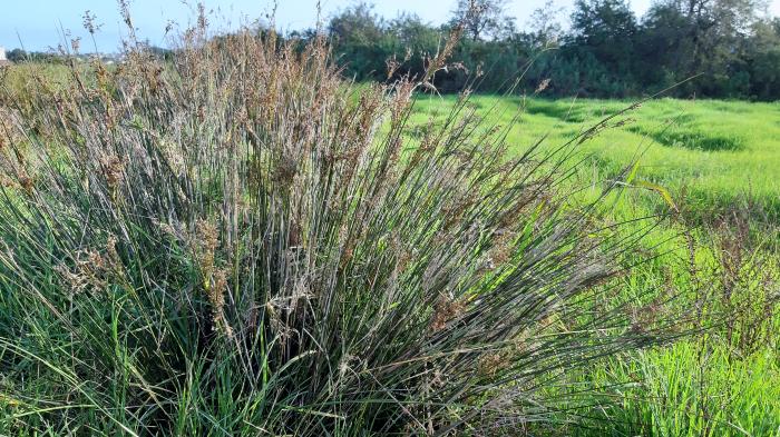 &copy; Rui Bento Elias