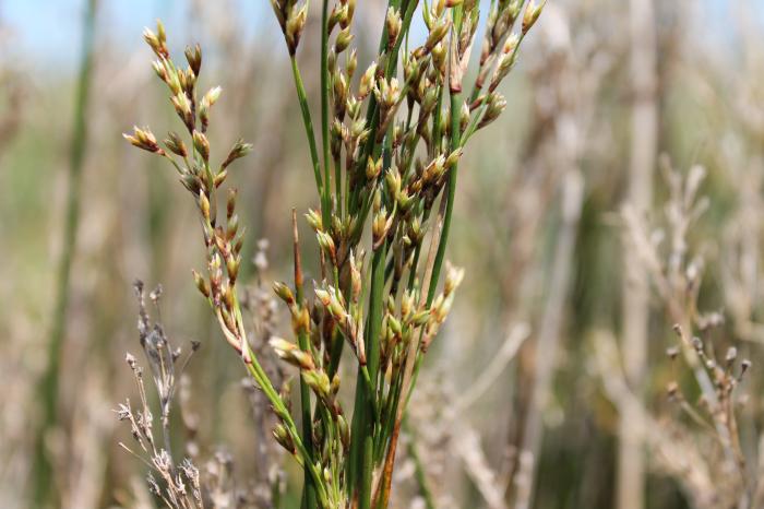 &copy; Rui Bento Elias