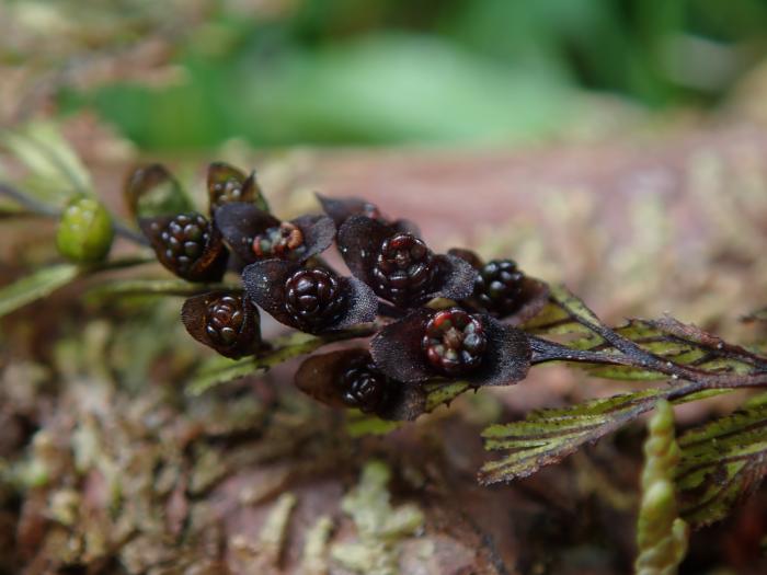 &copy; Rui Bento Elias