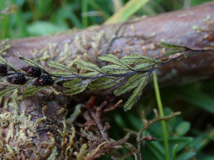 &copy; Rui Bento Elias