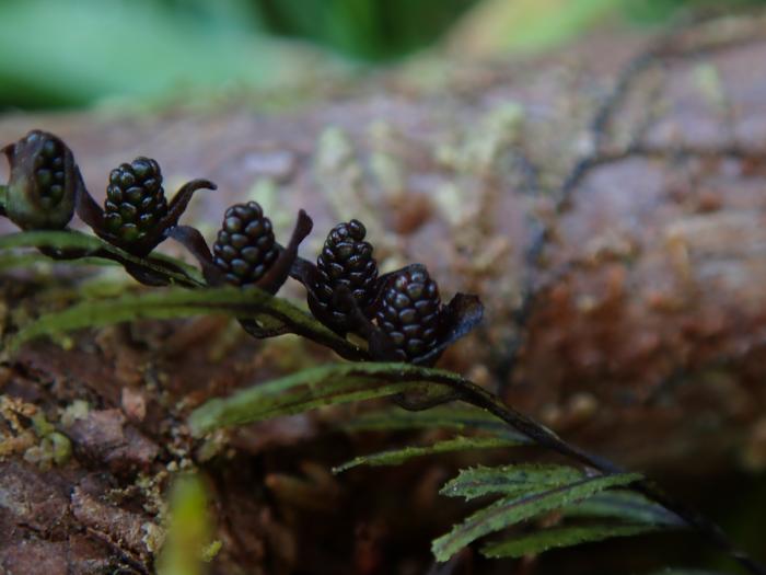 &copy; Rui Bento Elias