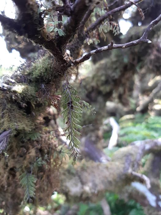 &copy; Rui Bento Elias