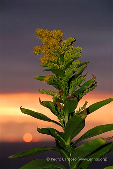 Solidago azorica Hochst. ex Seub.