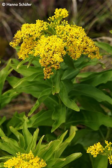 Solidago azorica Hochst. ex Seub.