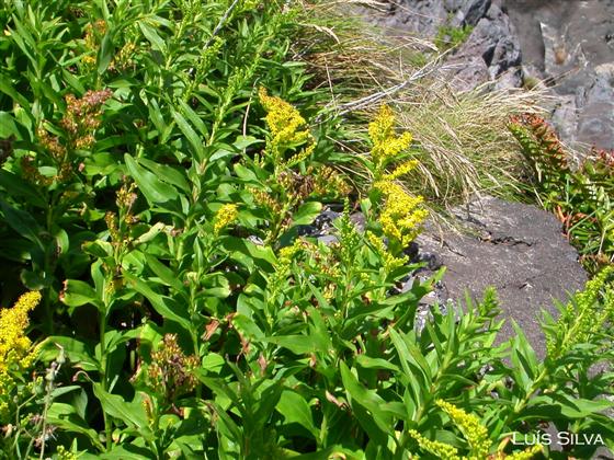 Solidago azorica Hochst. ex Seub.