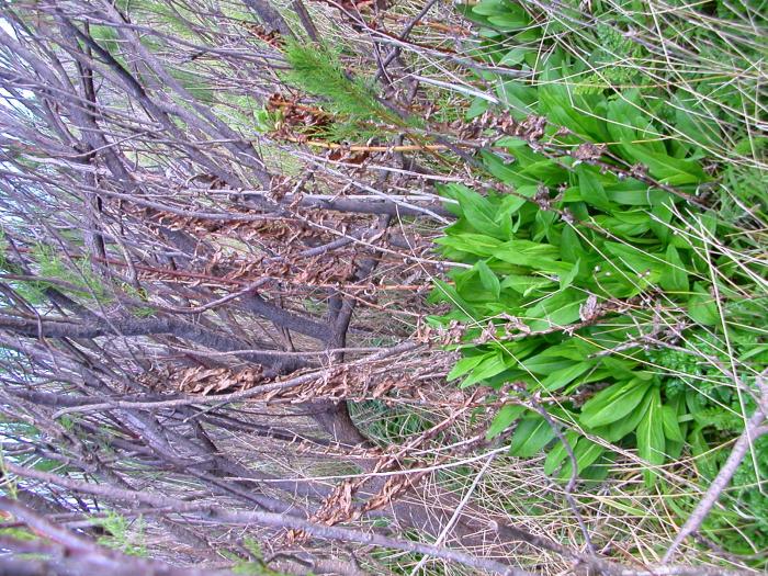 Solidago azorica Hochst. ex Seub.