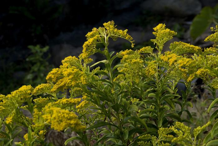 Solidago azorica Hochst. ex Seub.