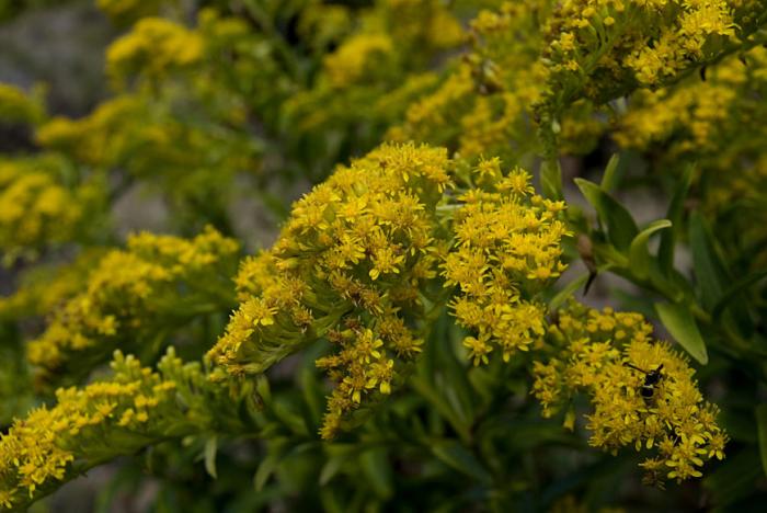 Solidago azorica Hochst. ex Seub.