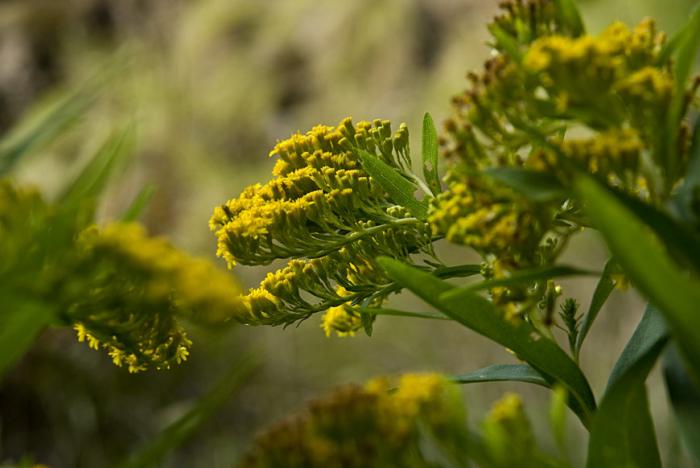 Solidago azorica Hochst. ex Seub.