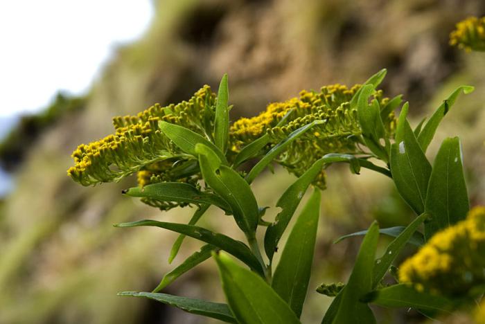 Solidago azorica Hochst. ex Seub.