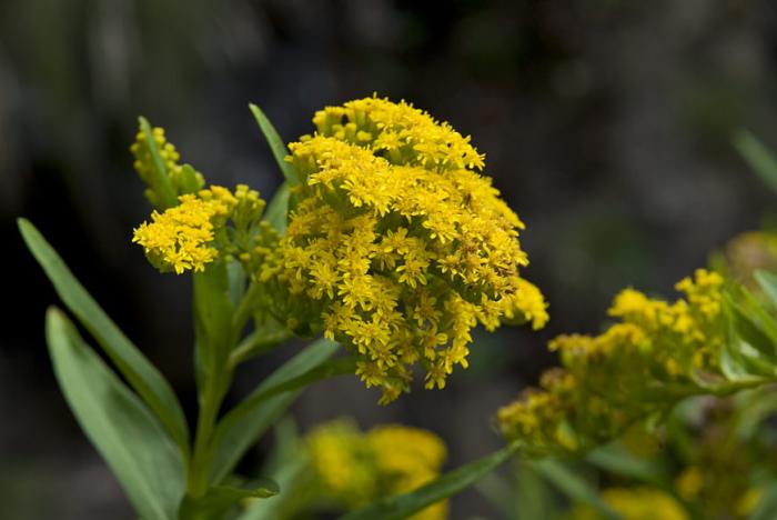 Solidago azorica Hochst. ex Seub.