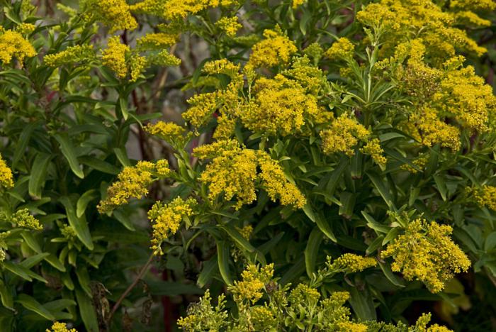 Solidago azorica Hochst. ex Seub.