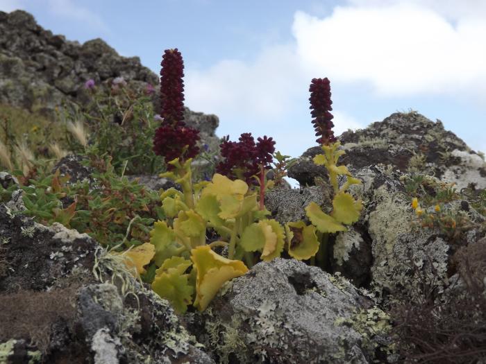 &copy; Fernando Pereira