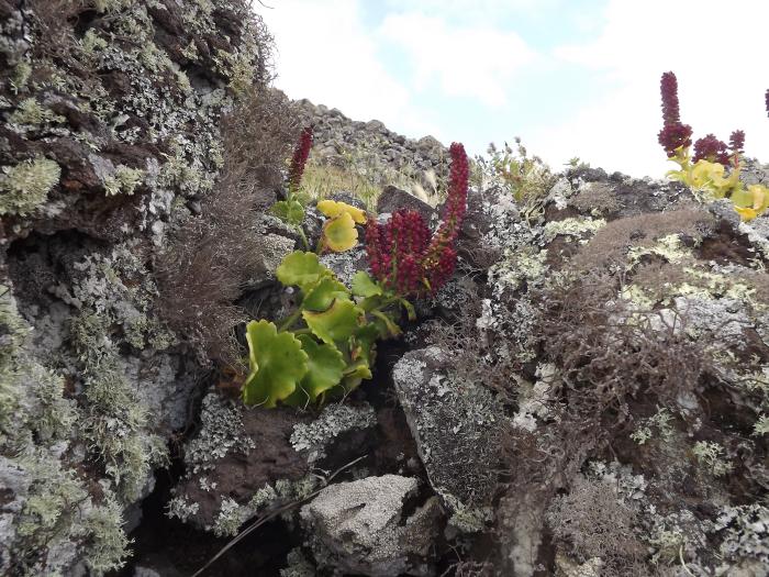 &copy; Fernando Pereira