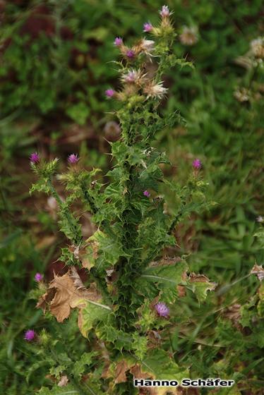Carduus tenuiflorus W.M.Curtis