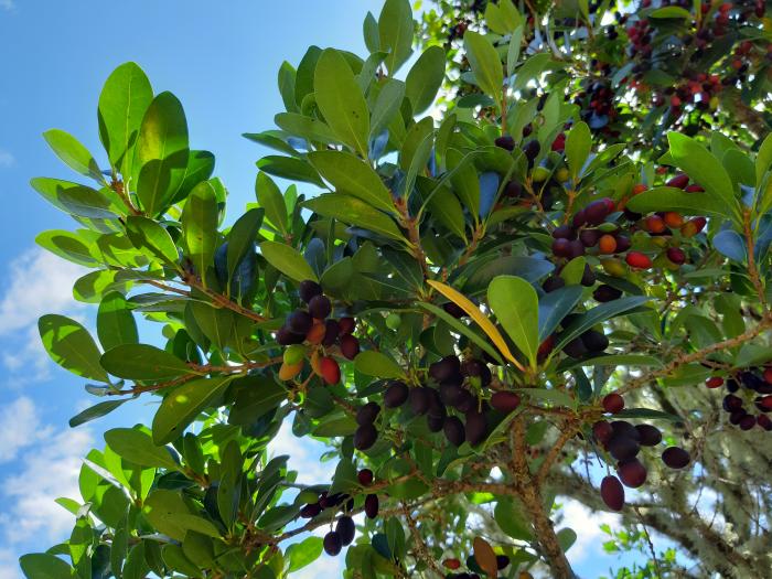 &copy; Rui Bento Elias