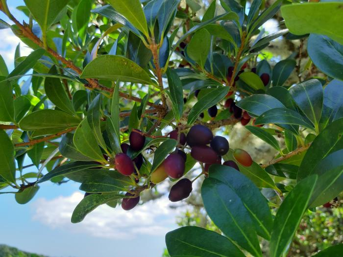 &copy; Rui Bento Elias