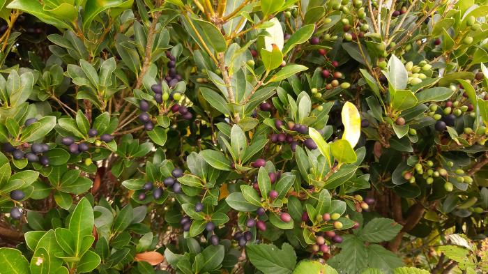 &copy; Rui Bento Elias