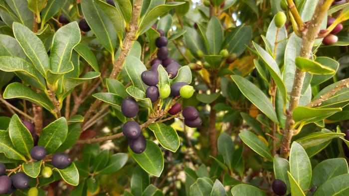 &copy; Rui Bento Elias