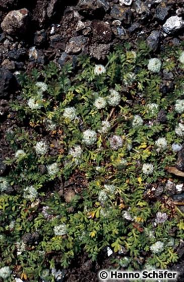 Soliva stolonifera Loudon
